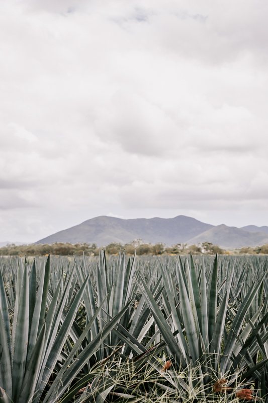 SOLLOS Agave Farm, Whitsundays