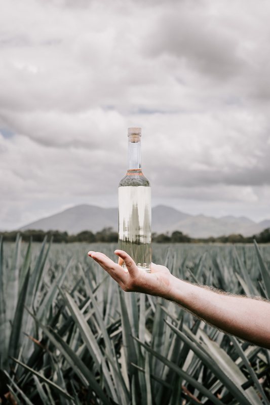 SOLLOS bottle in agave field