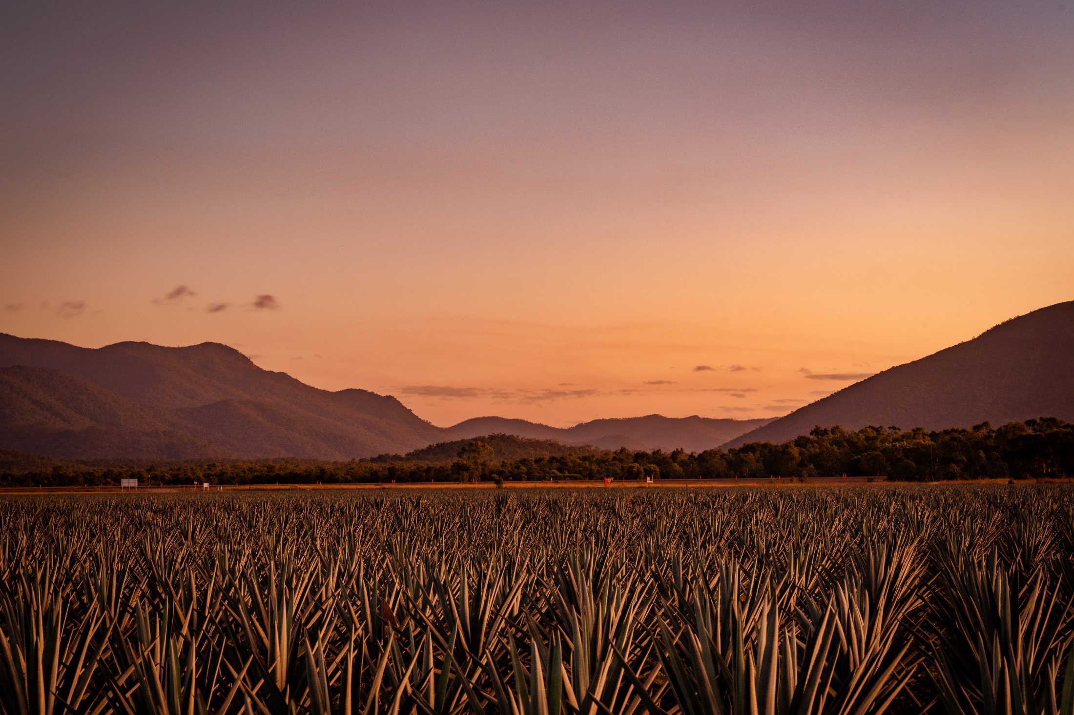 SOLLOS agave estate sunset