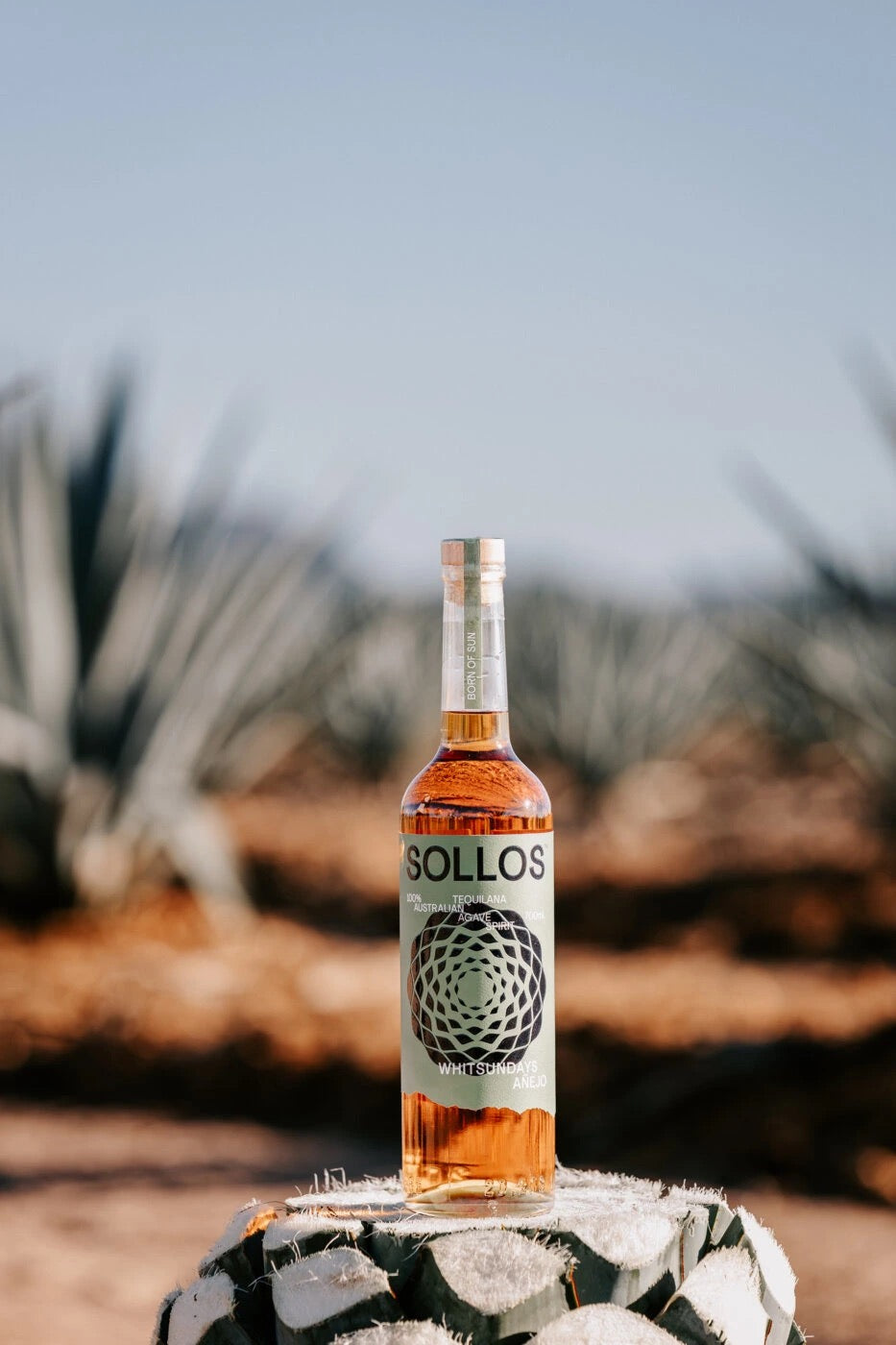 Sollos Anejo bottle in the agave field