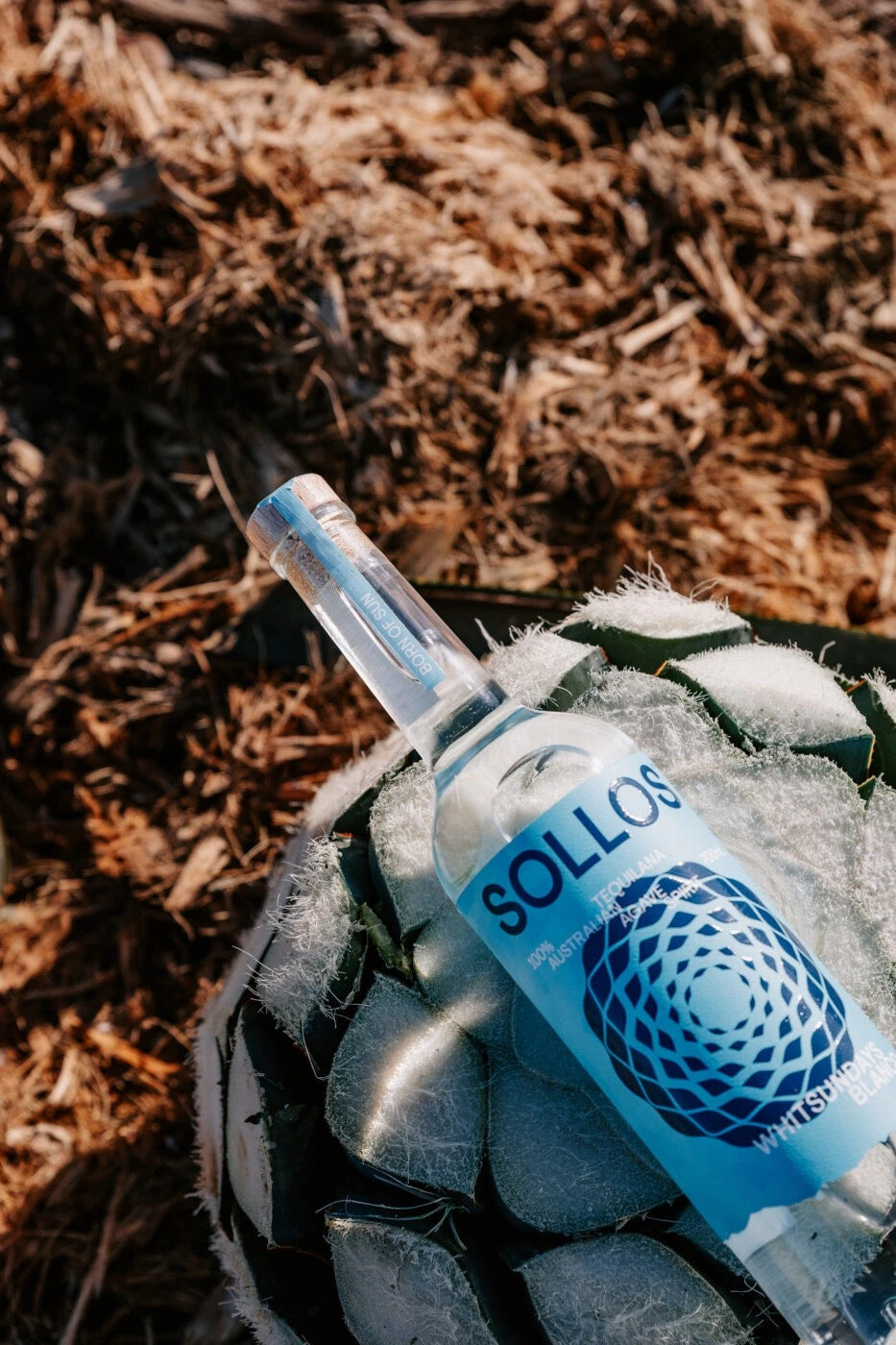 Sollos Blanco resting on harvested agave
