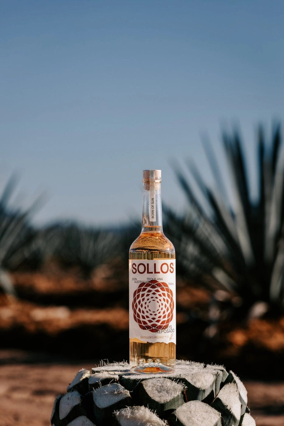 Sollos Distillers Release bottle in the agave field