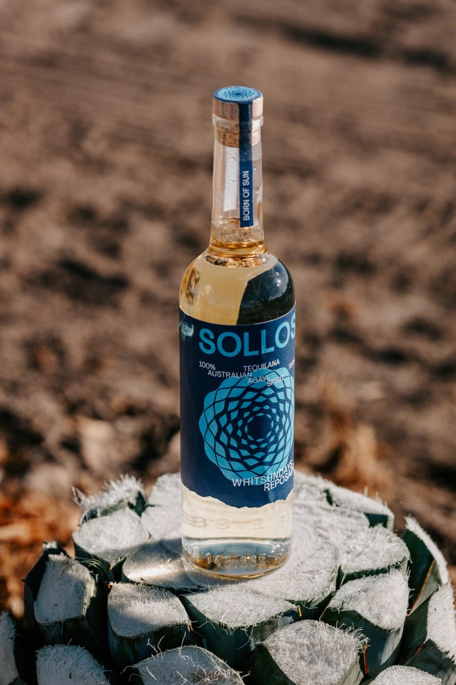 Sollos Reposado resting on harvested agave